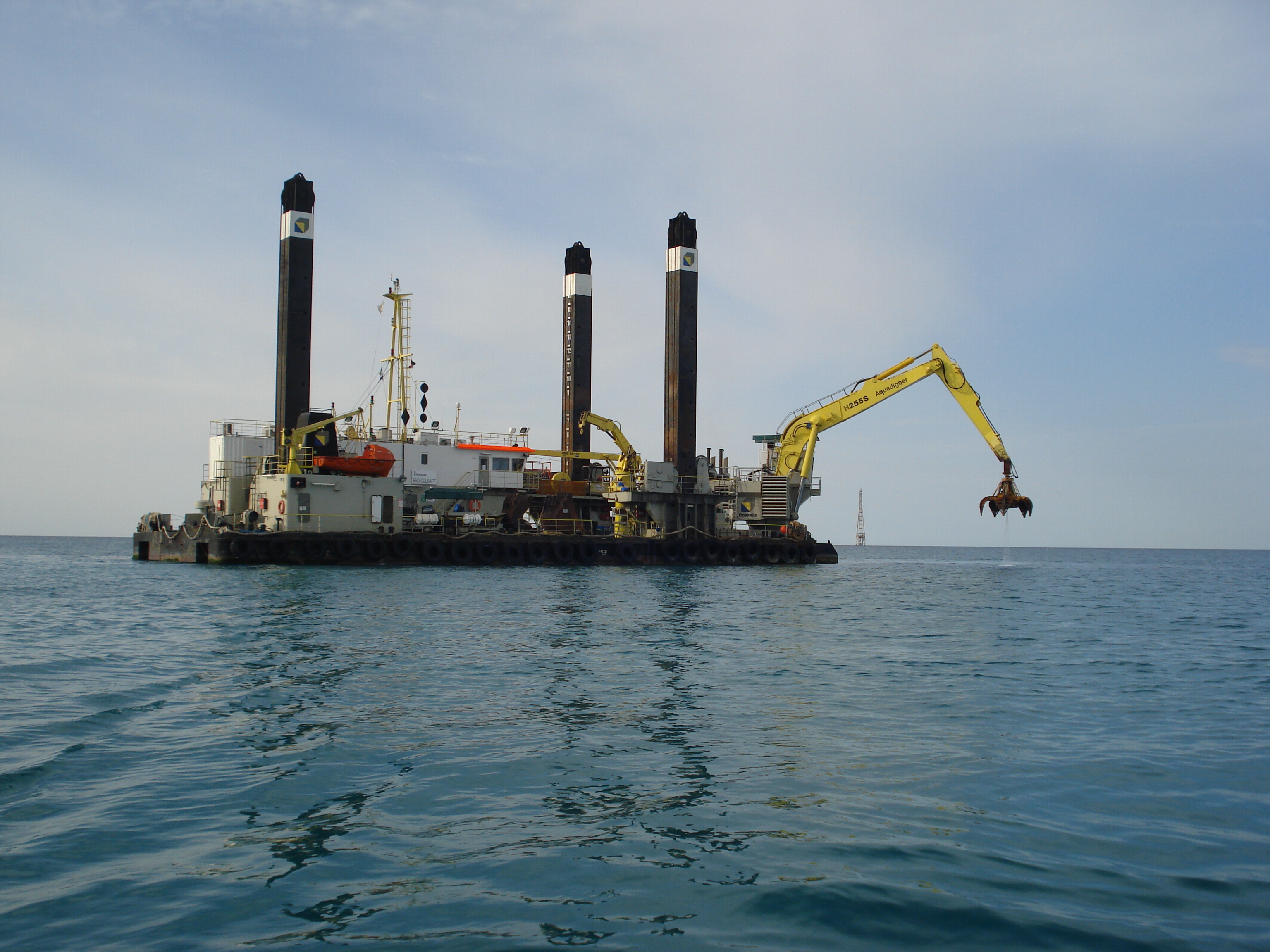 Colbart (Plant Photo)